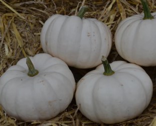 Pumpkin ~ Casperita (Week 18)