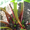 Rhubarb ~ Victoria (Week 22)