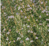 Rosemary ~ Rosemary (Week 26)