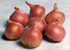 Shallot ~ Matador (Current Stock)