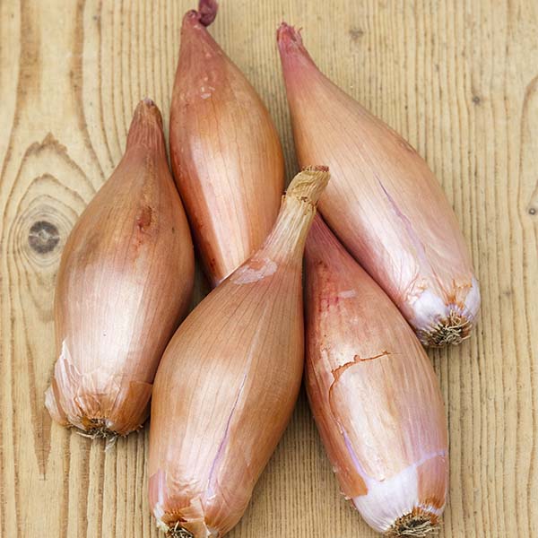 Shallot ~ Zebrune (Banana shallot) (Week 37)