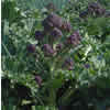 Sprouting Broccoli ~ Claret F1 (Week 29)