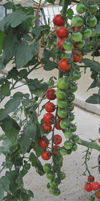 Tomato ~ Sakura (Grafted) (Current Stock)