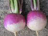 Turnip ~ Sweetbell F1 (Week 22)